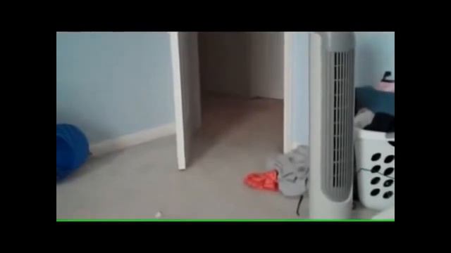 Приколы с котами! Funny cats! Самые смешные коты смотреть онлайн
