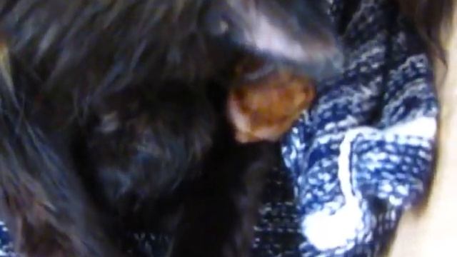 Страшная котяра смотреть онлайн