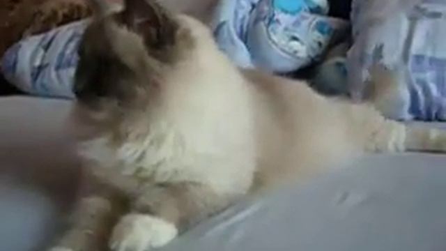 Ragdoll blue mitted смотреть онлайн
