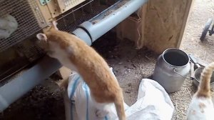 Сравниваем комбикорм Пурина и Южная Корона