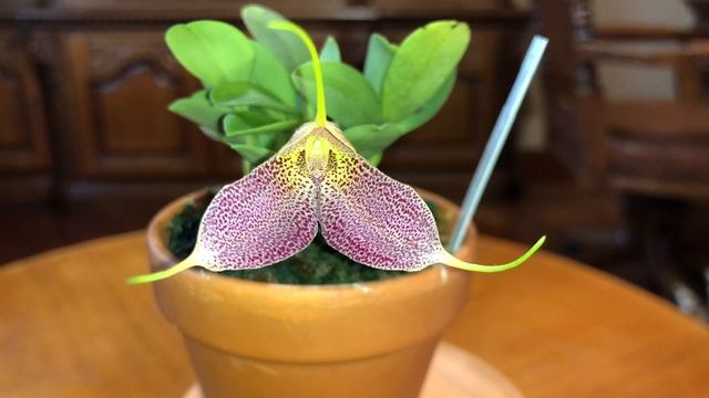 ОРХИДЕЯ Masdevallia Decumana! Цветение и немного об уходе.