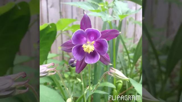 Flipagram - мая 26, 2014 смотреть онлайн