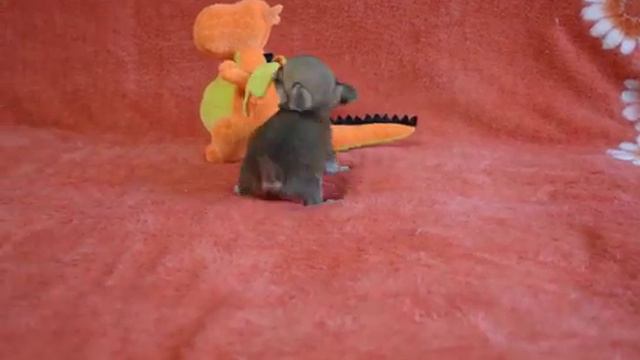 Продаётся девочка чихуа-хуа Мини крошка Зайка ! смотреть онлайн