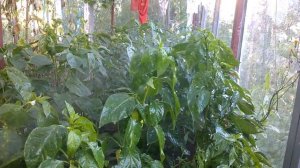 ПОЧЕМУ ЛИСТЬЯ ПЕРЦЕВ ПРОДЫРЯВЛЕННЫЕ. СПАСАЕМ ПЕРЦЫ