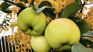 Снимаем яблочки! Яблоня Богатырь. Зимний сорт.