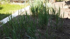 Зубровка на даче.