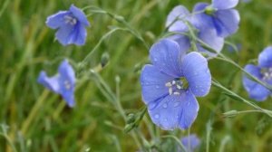 Как вырастить лен из семян в домашних условиях