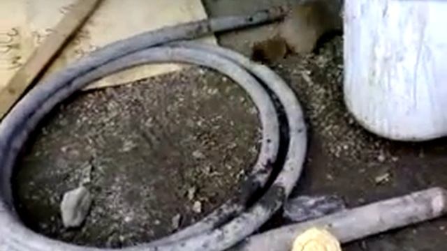 Муж в г. Певек на Чукотке обнаружил страшного, дикого зверя! Называется ЕВРАШКА смотреть онлайн