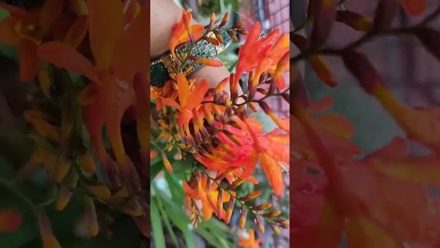 Orange Crocosmia Flower Bulb Plant Blooming in My Garden / Priya Gardenhub #shortsviral #shortsvide смотреть онлайн