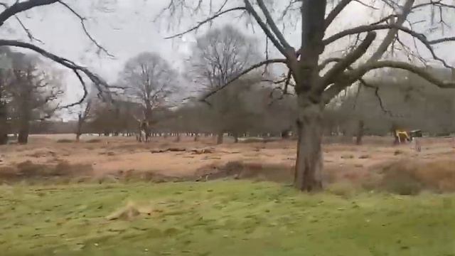 Лондон —Ричмонд парк . смотреть онлайн