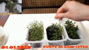 05.01.2020 Клематис Тангутский: как вырастить из семян- легко! Украсим беседку, спрячем хозблок.