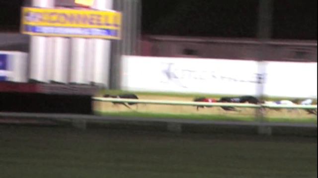Track race - Dog race - Racing greyhounds смотреть онлайн