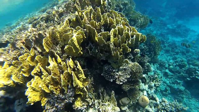 Egypt 2021 . Snorkeling with fish in the Red sea at Sharm-El-Sheikh. смотреть онлайн