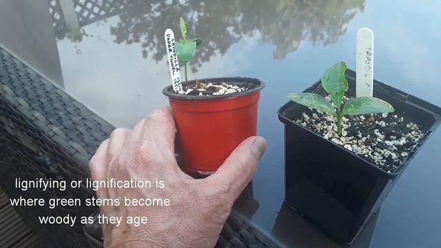 Sapodilla / Chiku growing UK, Spring update , Manilkara Zapota смотреть онлайн
