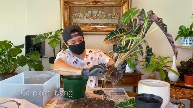 PLANT CARE AND REPOT : ALOCASIA POLLY/ ALOCASIA AMAZONICA | HOUSEPLANT REPOTTING