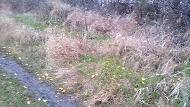 В окрестностях села пропадают люди. Грибное изобилие. Осень. смотреть онлайн