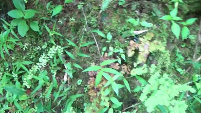 Shampoo Ginger (Zingiber Zerumbet) - Part 1