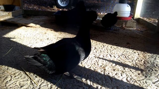 Cayuga duck quacking смотреть онлайн