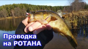 Ротаны на микроджиг и дропшот. Проводка для ловли ротана, силиконовые приманки.