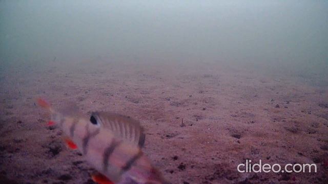 Рыбалка на Шарташе 22 ноября 2023 г. смотреть онлайн