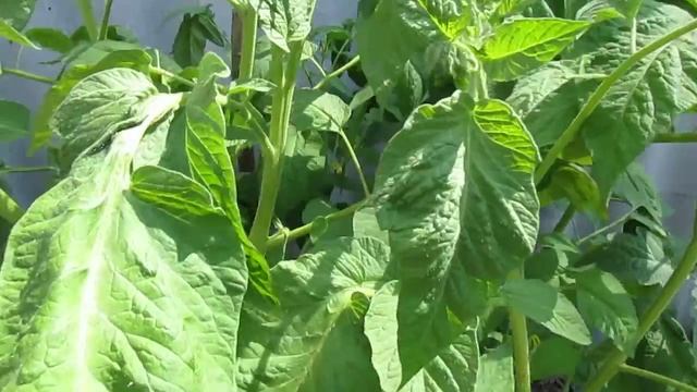 25 июня, жара, огурцы, помидоры. смотреть онлайн