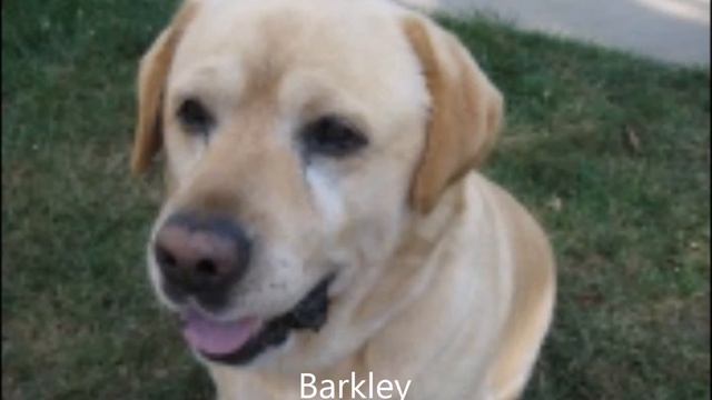 Barkleys Great Escape and My Movie смотреть онлайн