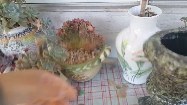 #senđáđẹp#korea #echeveria#Crested!!!#ĐỘT BIẾN Sau Ngày làm RỄ 04.15.2022 смотреть онлайн