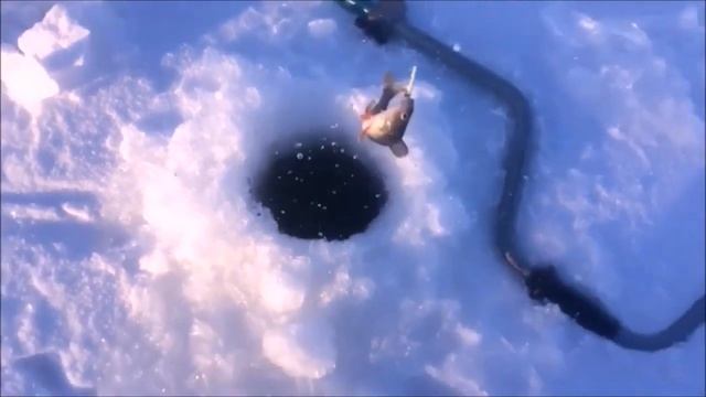 Поймал щук,зимняя рыбалка на Иргизе Окунь на блесну,щуки на Жерлицы смотреть онлайн