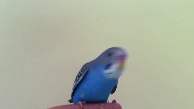 Skobcevka ročno hranjena (Melopsittacus undulatus) смотреть онлайн