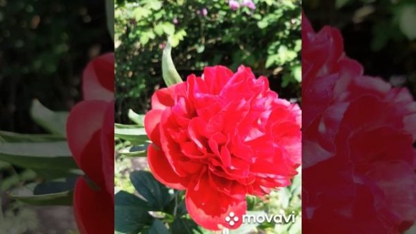 Пион Command Performance