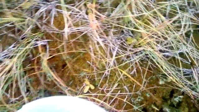 сбор клюквы смотреть онлайн