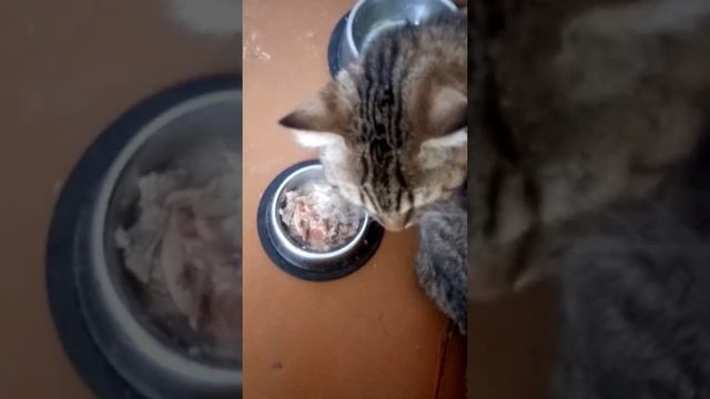 Котика хлебом не корми - хлебом корми смотреть онлайн