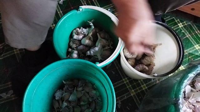Готовлю чеснок для посадки.в одной головке до 18 зубчиков. Выбираю самый крупный. смотреть онлайн