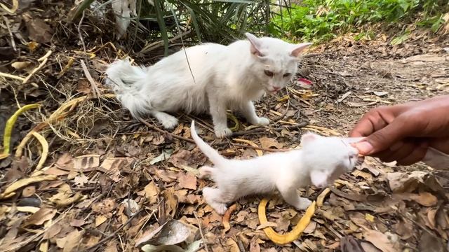 Mother Cat Worried Because Her Kitten Is Showing No Sign Of Life! смотреть онлайн