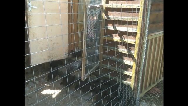 Месячные цыплята Кремового Легбара и Джерсийского Гиганта на первой прогулке! смотреть онлайн