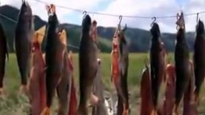 Анатолий Полотно    На Севере