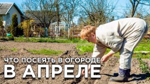 Что посеять и посадить в огороде в апреле