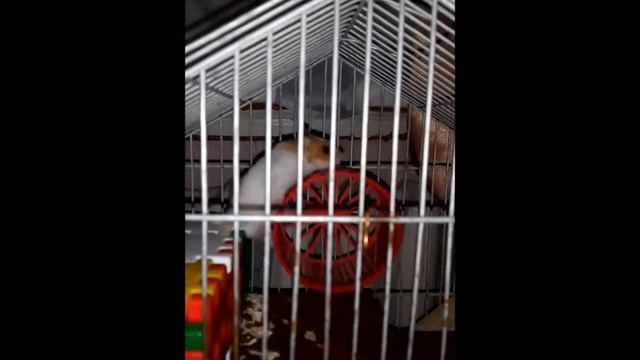 беги, беги, хома смотреть онлайн