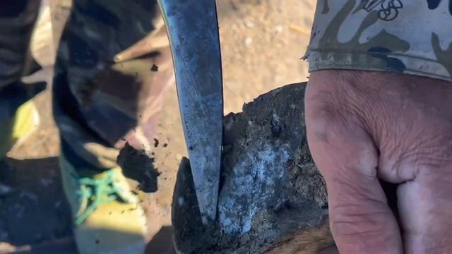 非遺釘蹄術：修復磨損馬蹄鐵！民間釘掌師用先進磨蹄機修剪角質髒物後，安裝馬蹄鐵，過程看著神療愈！ смотреть онлайн