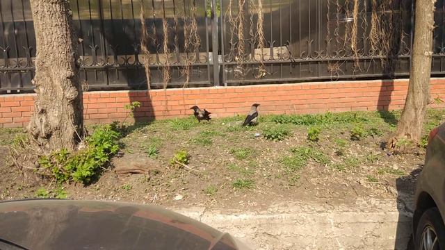 Ворона с подбитым крылом