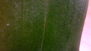 Бугорки  на  листьях  Фаленопсиса  являются  грибницами _