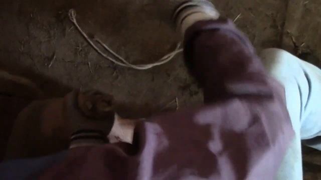 Как привязать за ногу поросенка //Фиксация свиньи для ветеринарных мероприятий смотреть онлайн