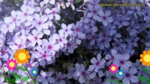 Флокс растопыренный Чаттахучи. Краткий обзор, описание характеристик phlox divaricata Chattahoochee