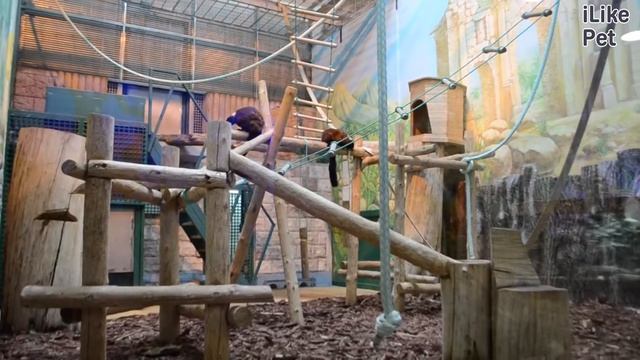 Красный лемур вари на ilikepet смотреть онлайн