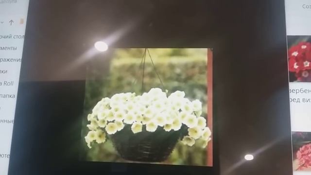 Обзор сортов петунии. Ампельные и каскадные петунии. В чем отличие? смотреть онлайн