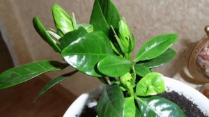 Сложности выращивания Гардении. Вредители, болезни и методы борьбы с ними.