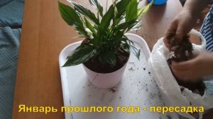 #СПАТИФИЛЛУМ. (#ЖЕНСКОЕ СЧАСТЬЕ). Как ухаживать, пересаживать, подкармливать.