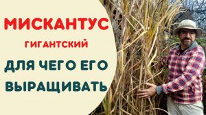 Мискантус Для чего выращивать?