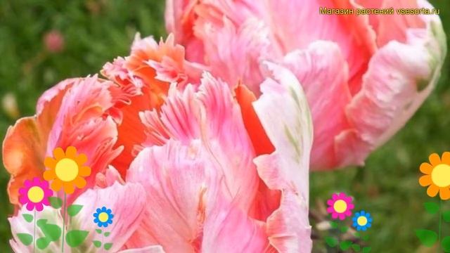 Тюльпан обыкновенный Либретто Паррот. Краткий обзор, описание характеристик tulipa Libretto Parrot смотреть онлайн