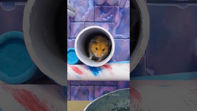 Hamster Shorts Compilation #1 ? Cute Rodents смотреть онлайн